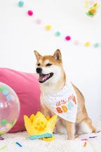 Happy Barkday M/L Bandana Hat Set - Premium Pet Accessories from Pearhead - Just $12.95! Shop now at Pat's Monograms