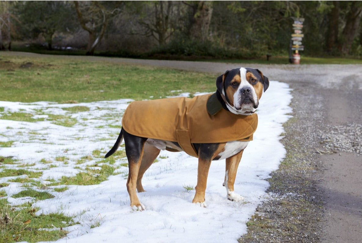 Carhartt® Dog Chore Coat - CTP0000505 - Premium dog apparel from Carhartt - Just $49.95! Shop now at Pat's Monograms