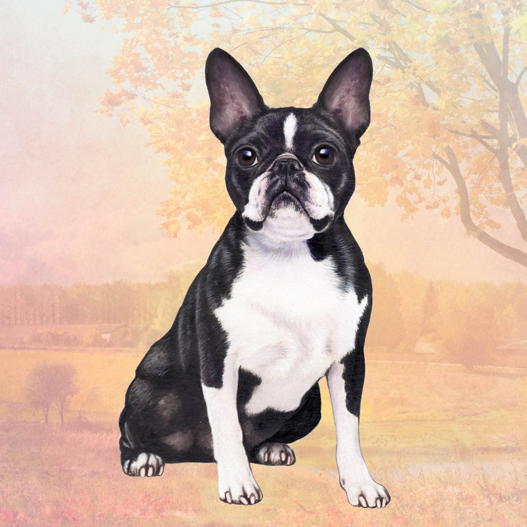 Boston Terrier Square Coaster - Premium coasters from E&S Pets - Just $4.95! Shop now at Pat's Monograms